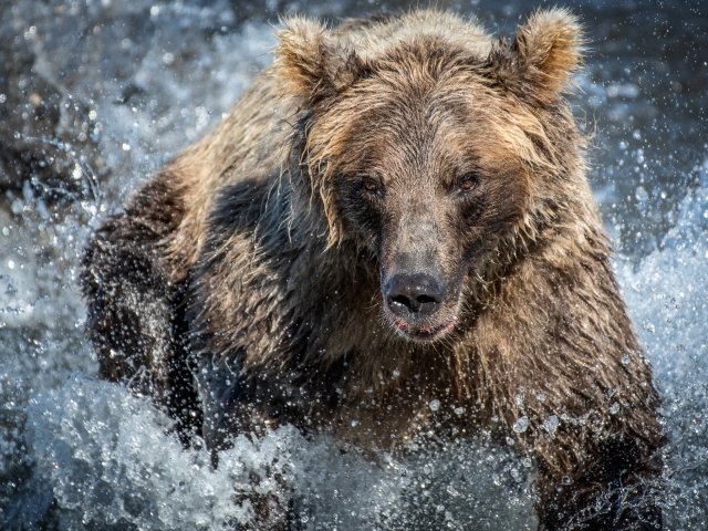 Kamchatka bear Katti Borre