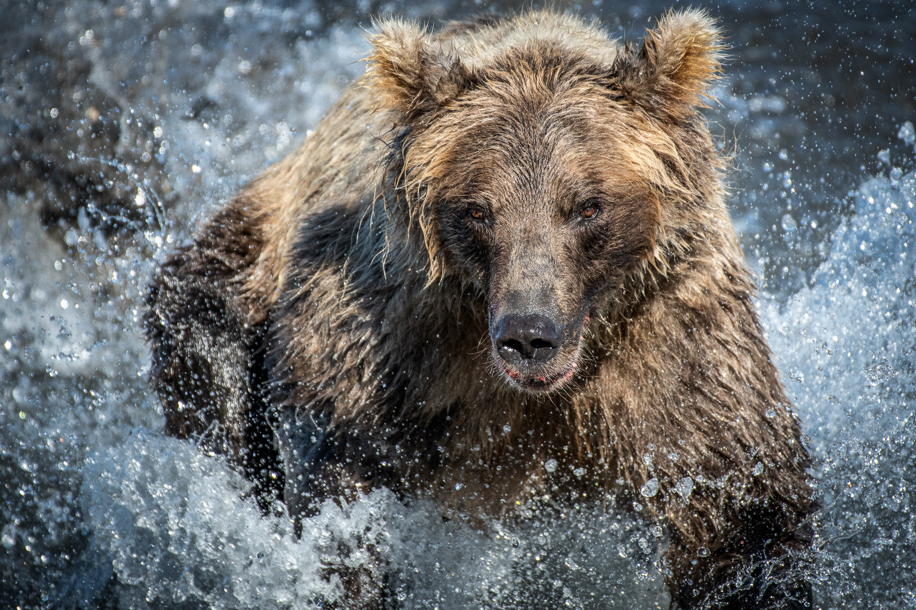 Kamchatka bear Katti Borre