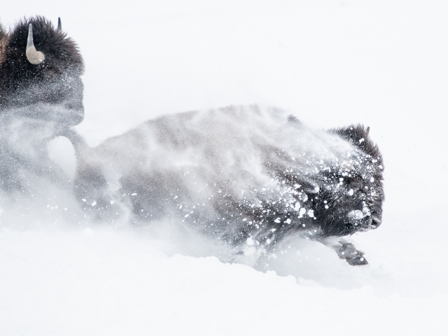 Yellowstone bizon winter Katti Borre