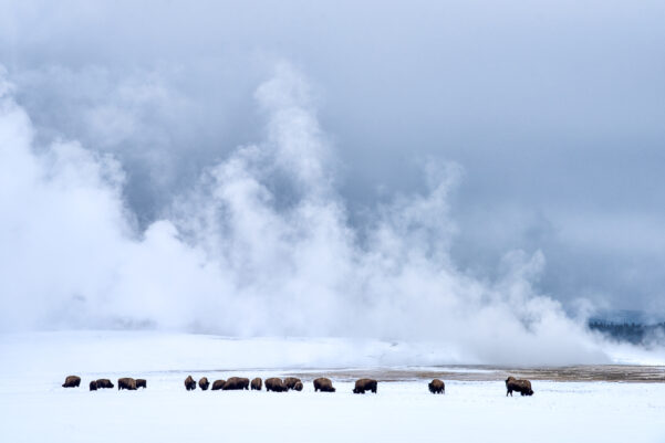 Yellowstone in winter landscape photo