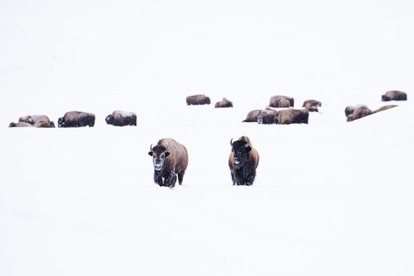 Yellowstone in winter bizon photo