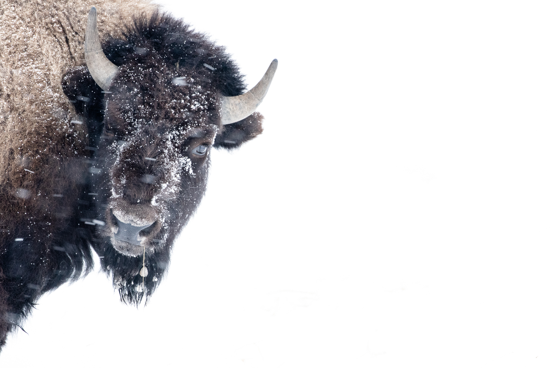 Yellowstone bizon winter Katti Borre