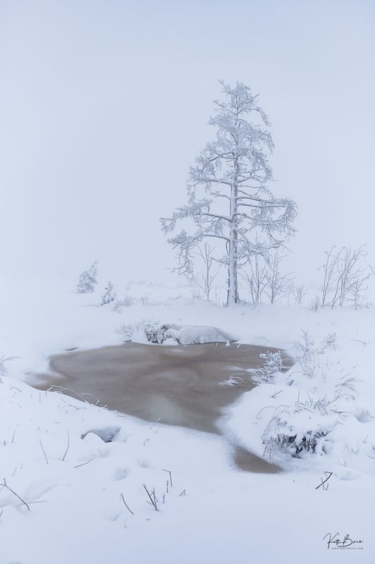 winterwonderland by katti borre