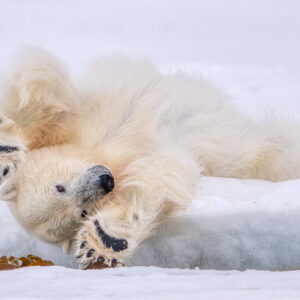 Katti Borre svalbard