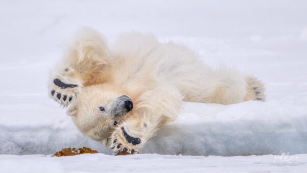 Katti Borre svalbard