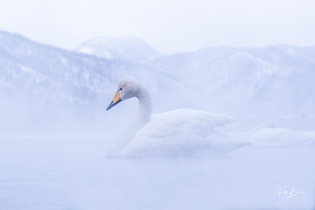Katti Borre zwanen hokkaido