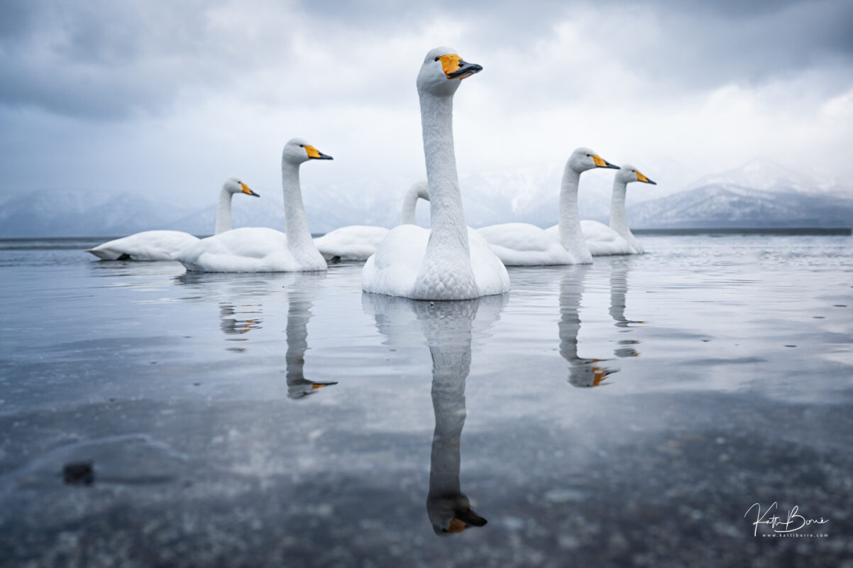 Katti Borre zwanen hokkaido