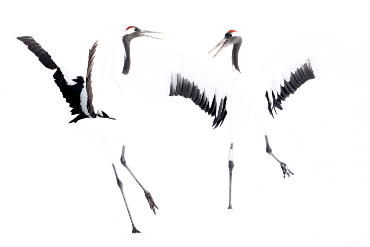 Katti Borre crane birds