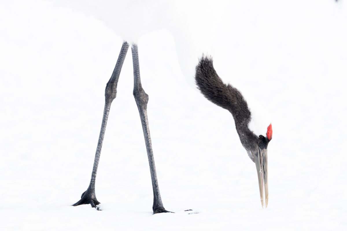 Katti Borre crane birds