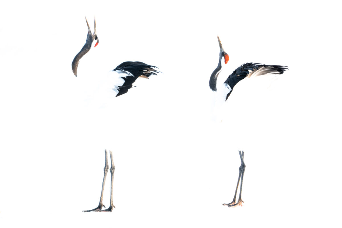 Katti Borre crane birds