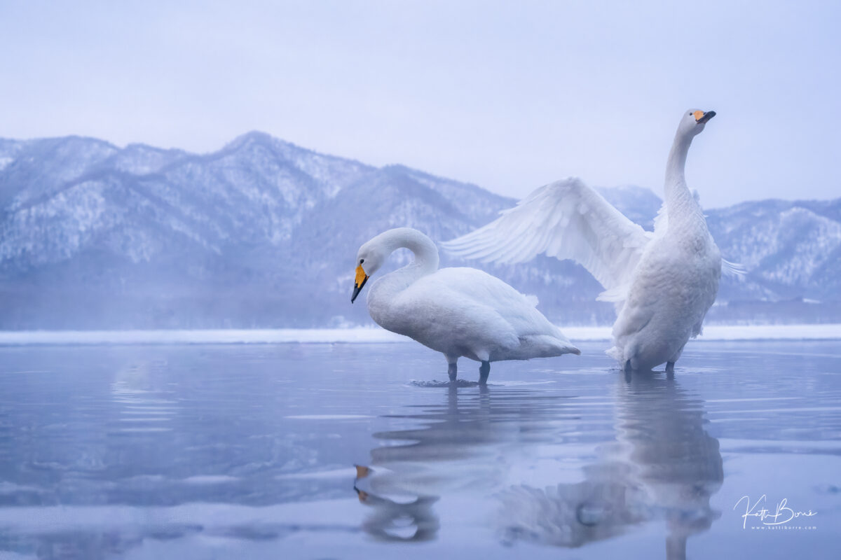 Katti Borre zwanen hokkaido
